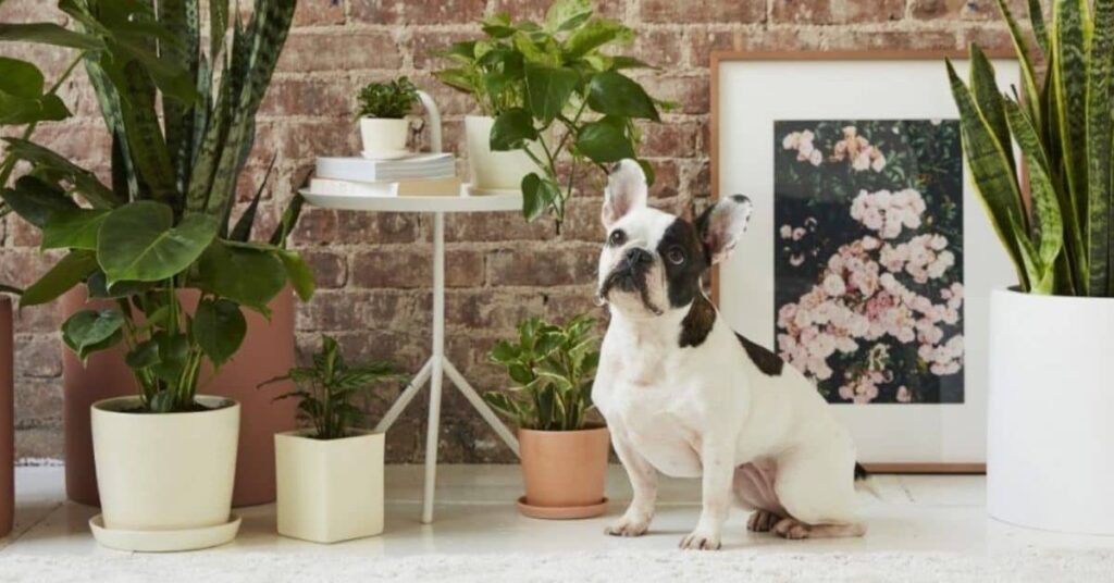 Houseplants Pet-Safe