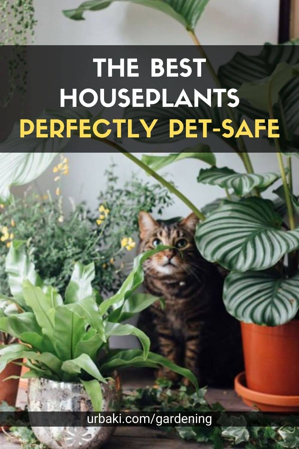 Houseplants Pet-Safe
