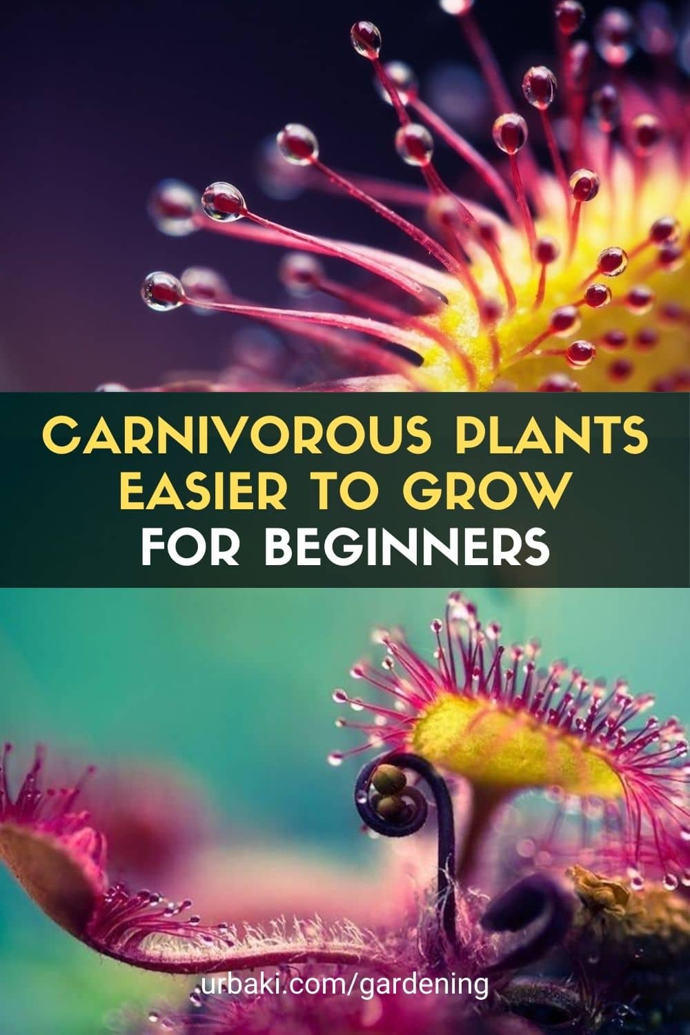 Carnivorous Plant Grow
