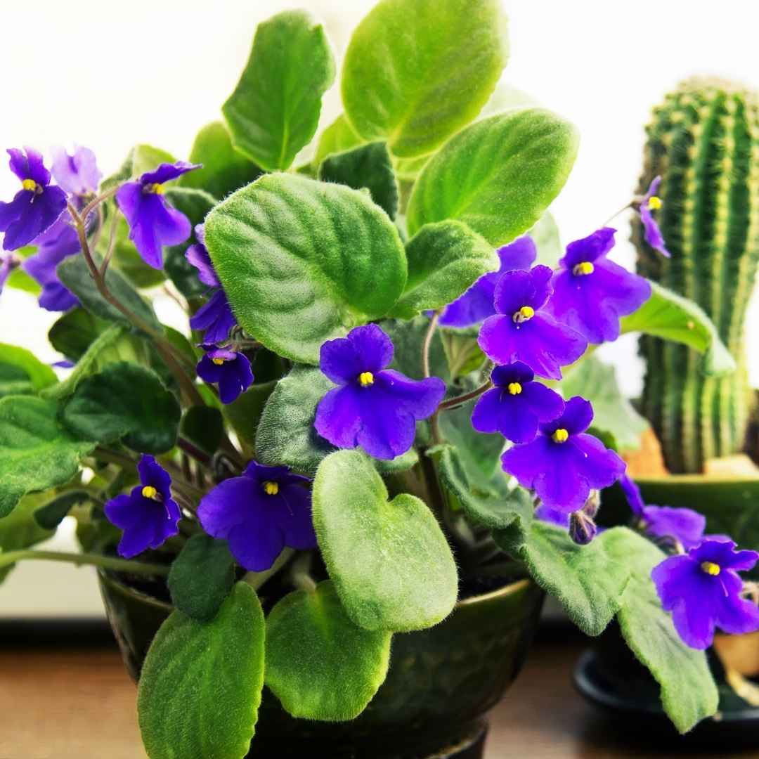 african violet