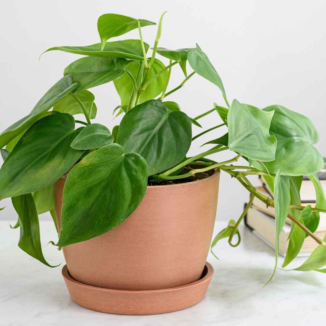 Philodendron
