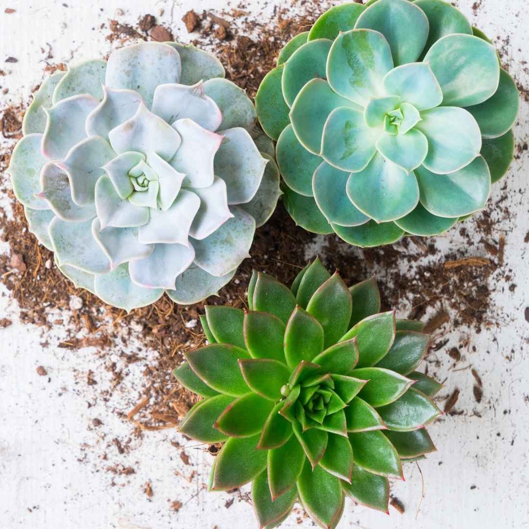 succulents