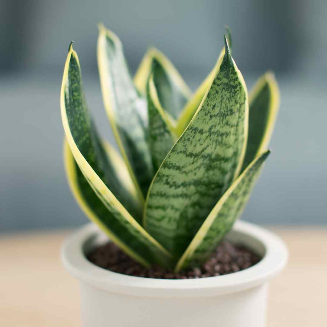 snake plant