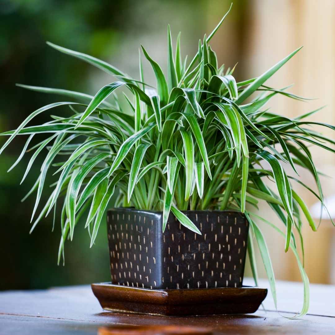 spider plant