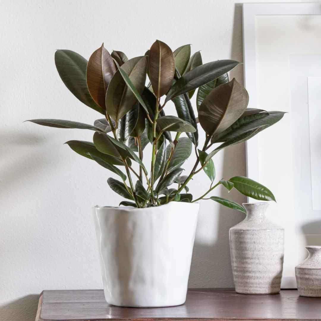 rubber tree