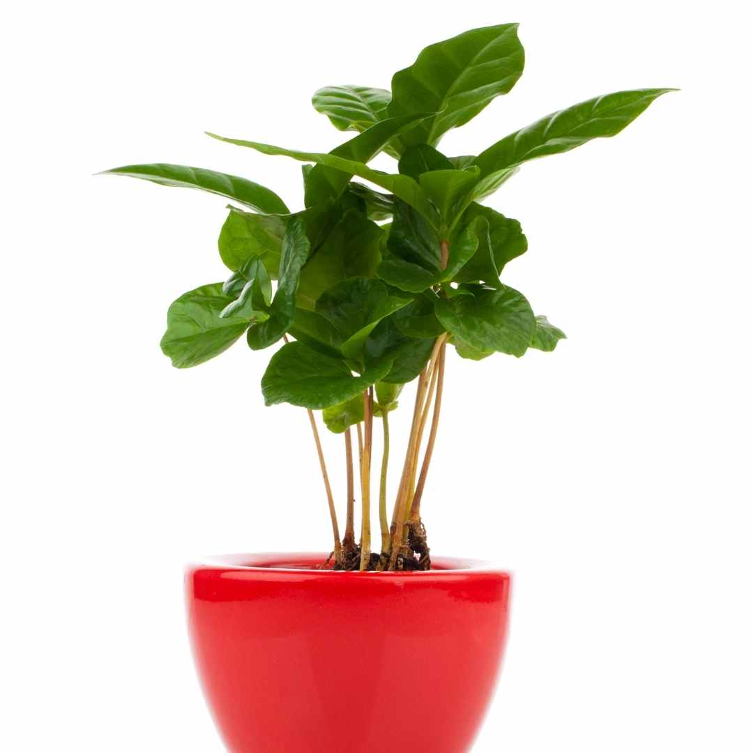 coffee plant