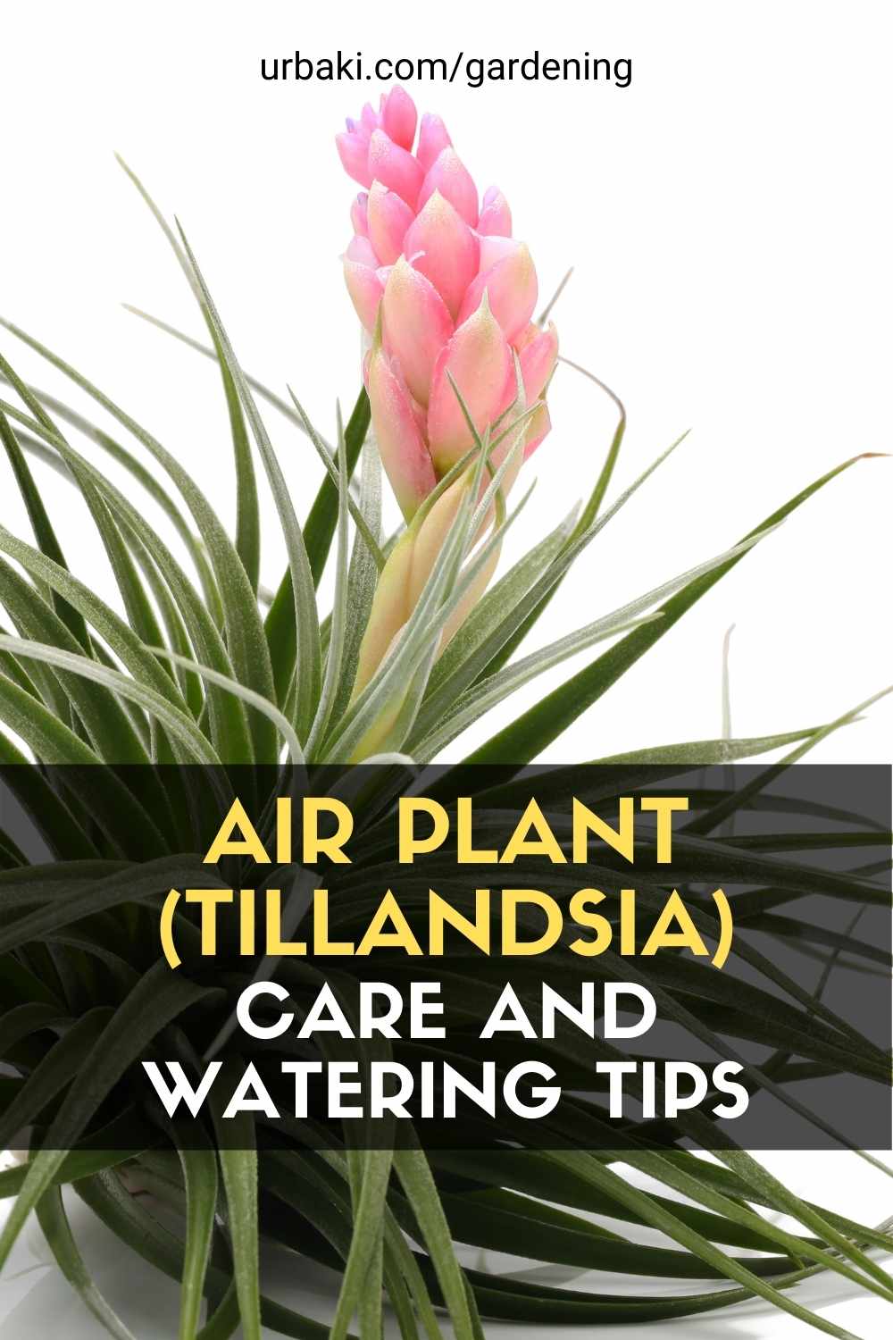 Air Plant