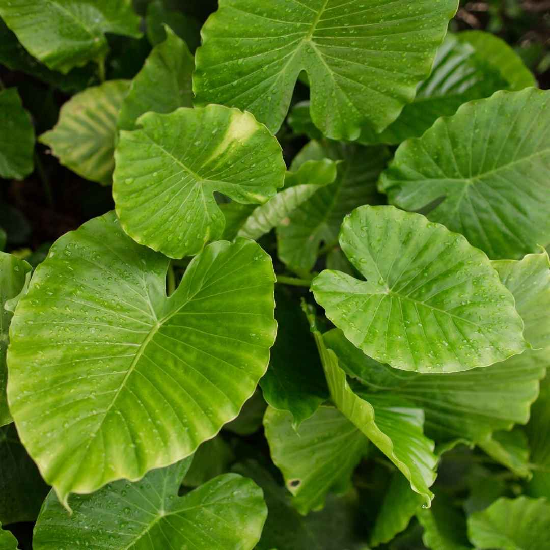Plant Trending in 2021