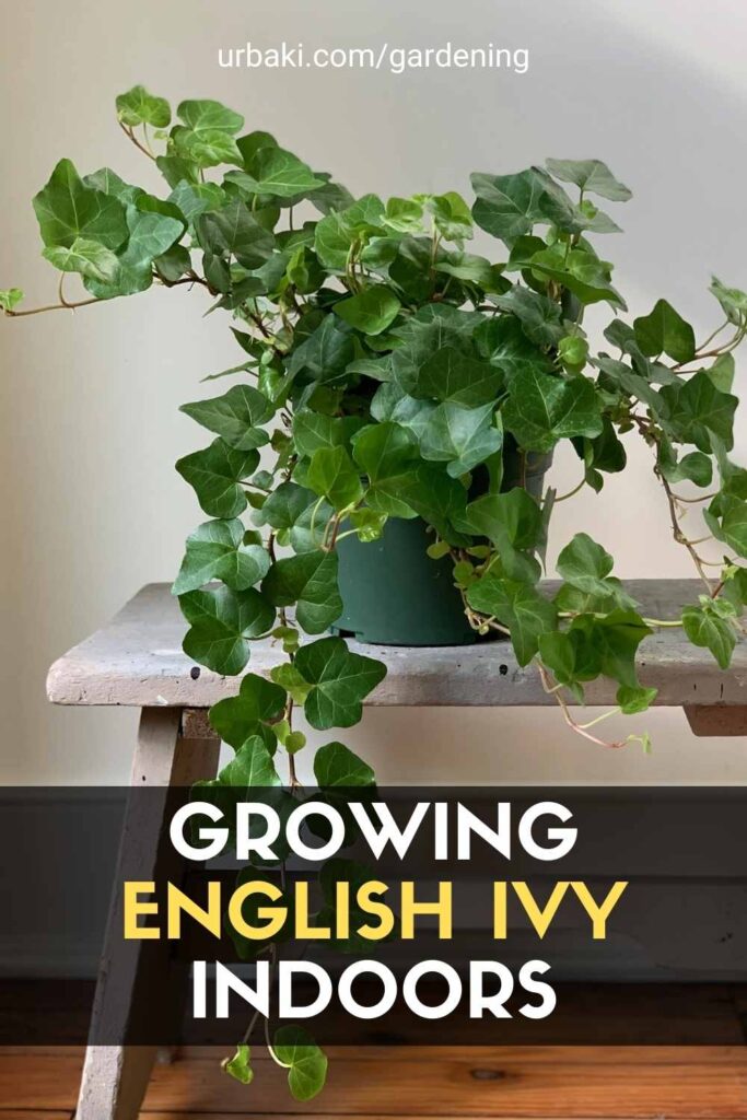 Growing English Ivy Indoors