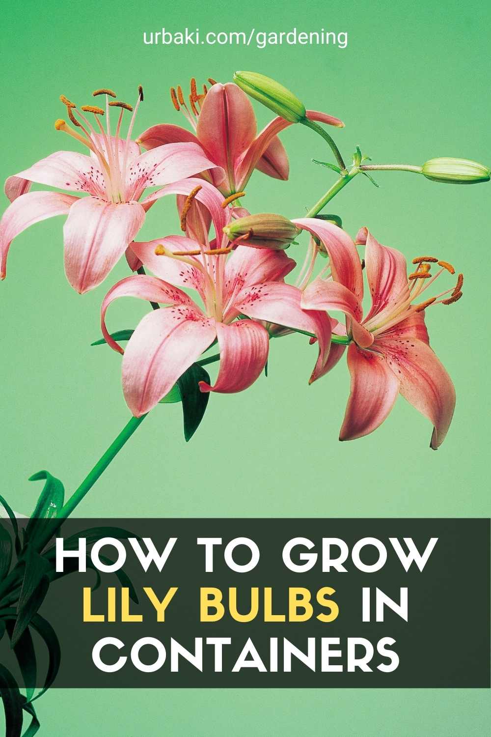Grow Lily Bulbs