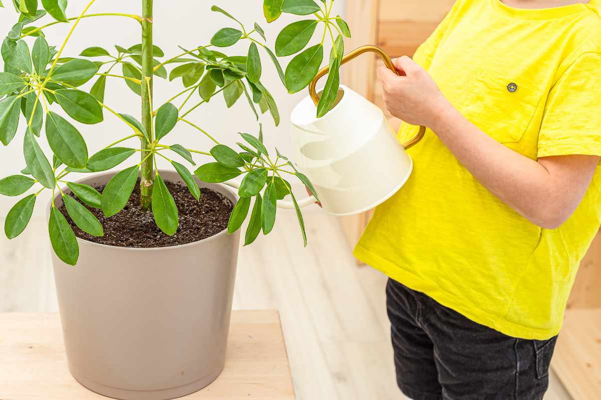 How to Propagate the Umbrella Tree (Schefflera)