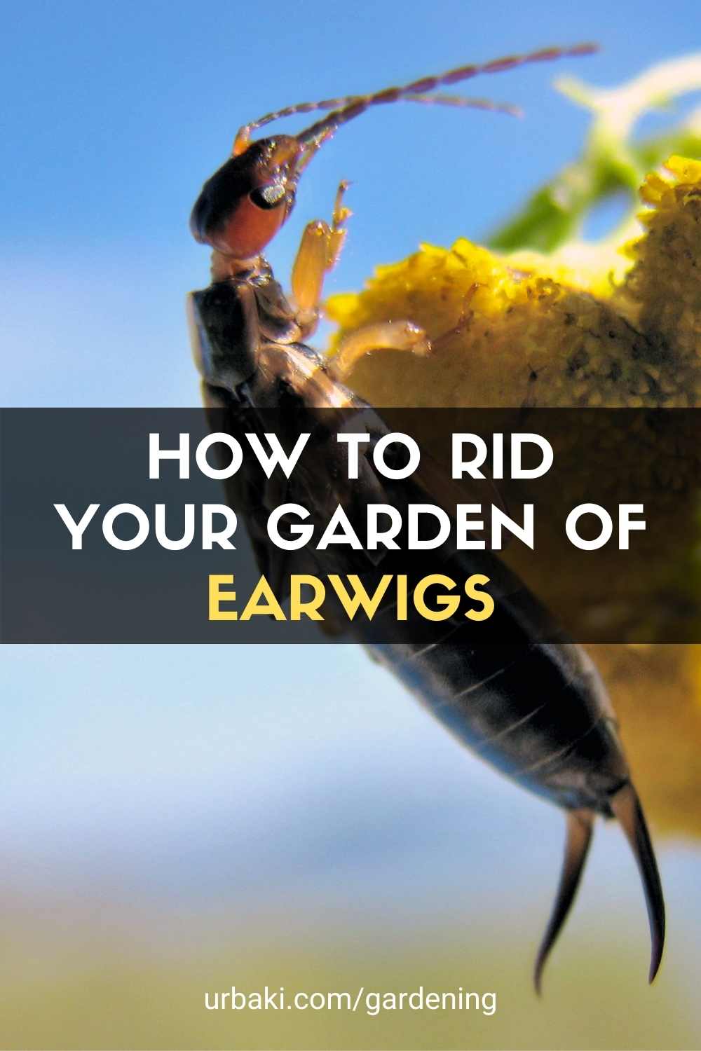Earwigs