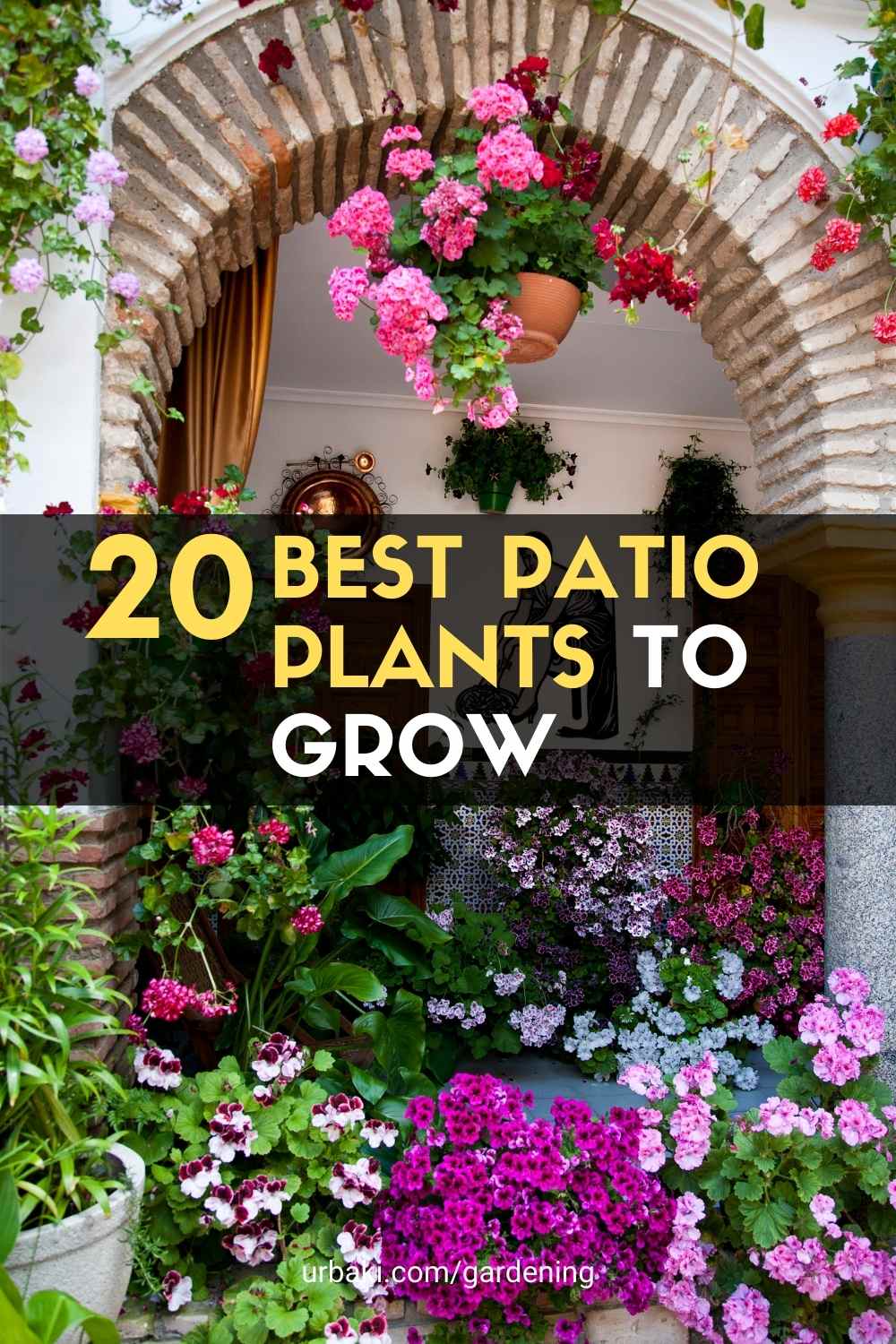 Patio Plants to Grow