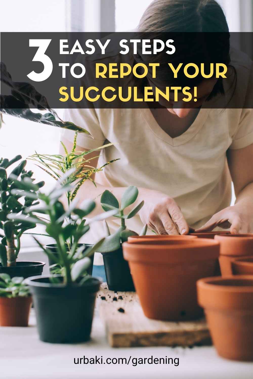 Repot Your Succulents
