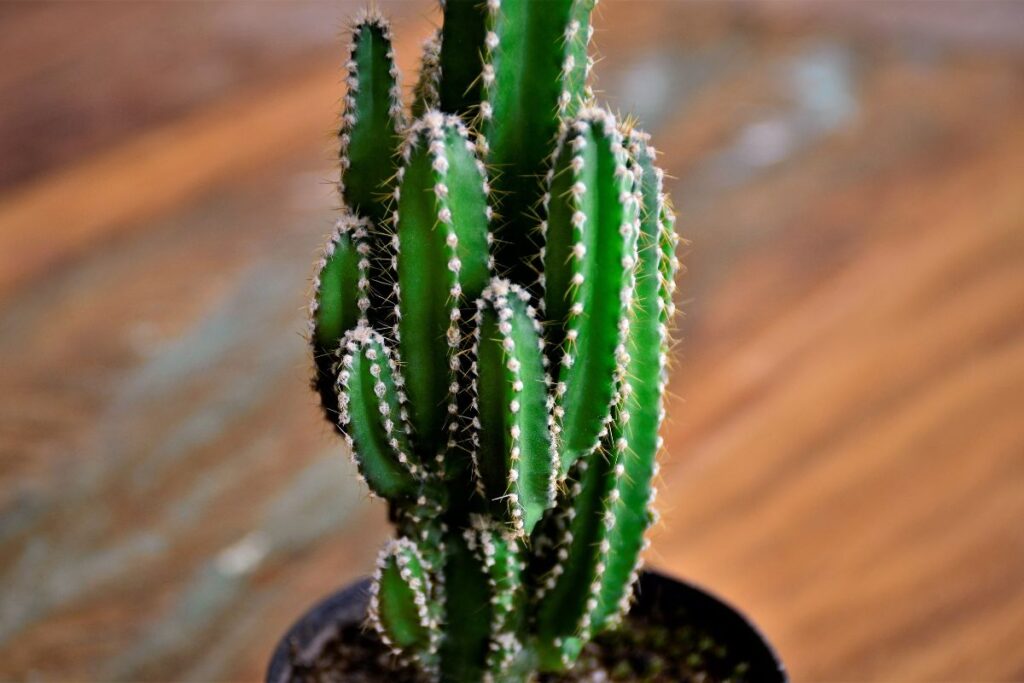 8 Best Cactus Varieties to Grow Indoors