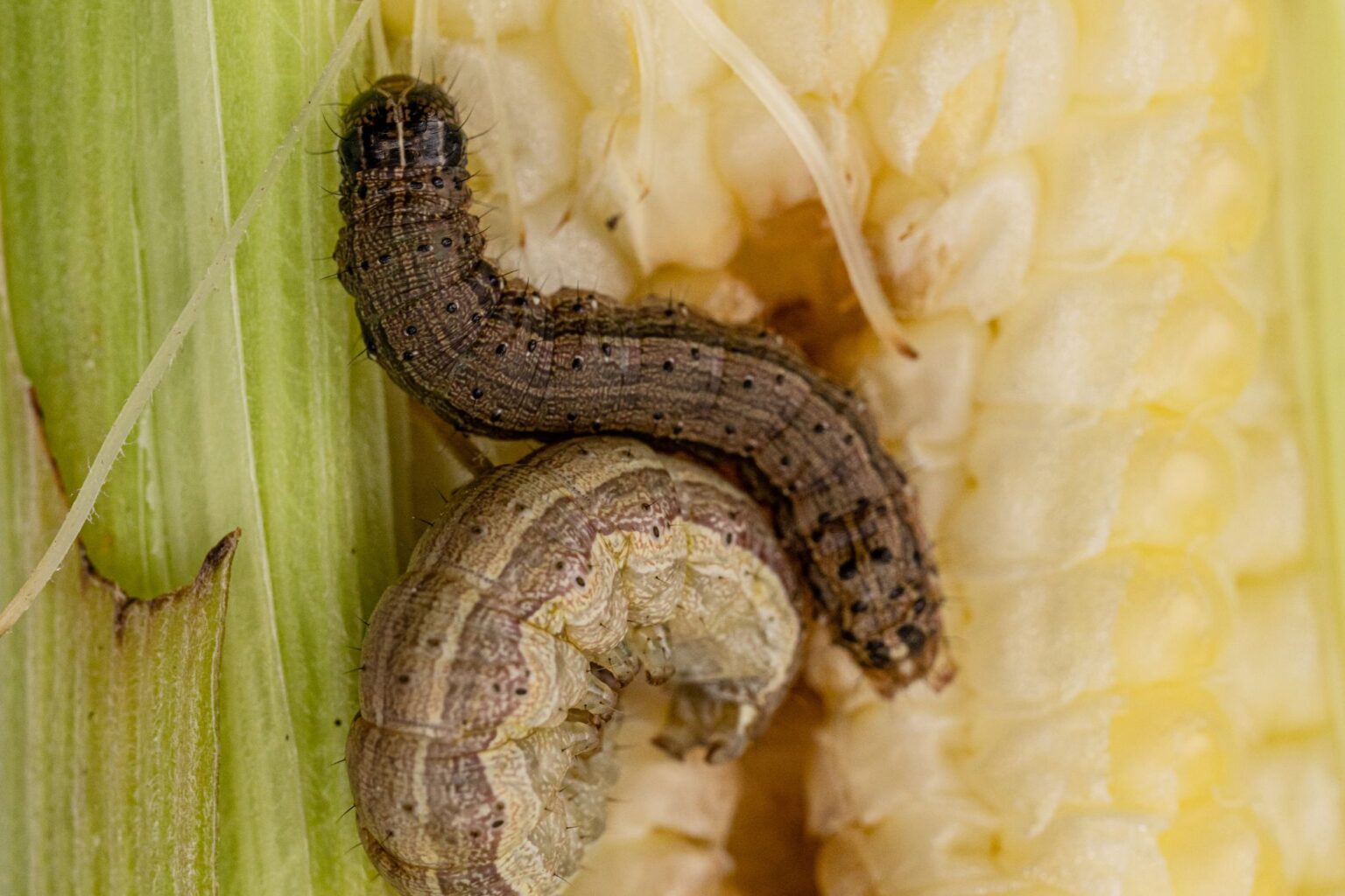 Armyworms: How to Spot, Stop, and Prevent These Pests in the Garden
