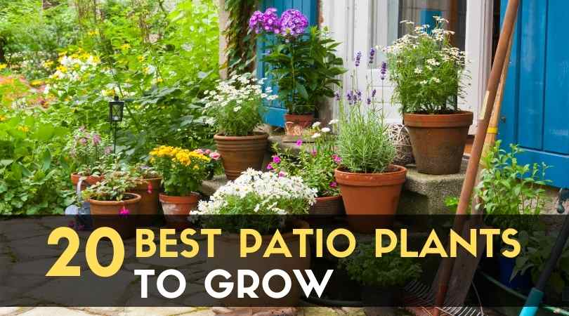 20 Best Patio Plants to Grow