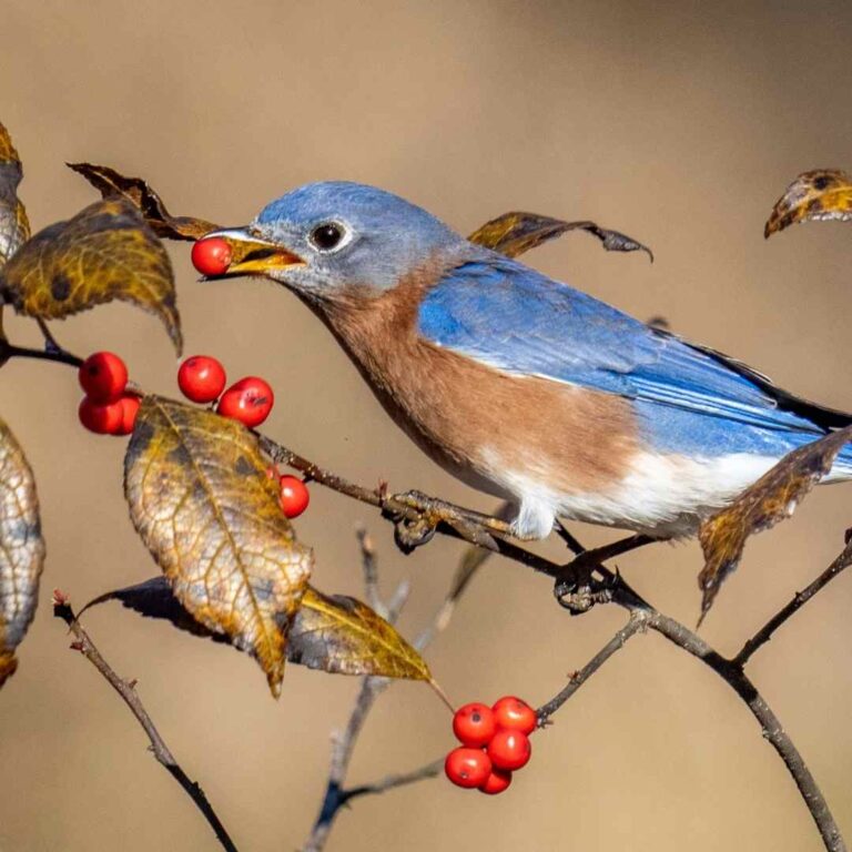 What Do Bluebirds Eat? Feeding Tips For Bluebirds!