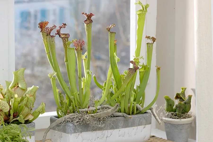 Sarracenia Can Grow in a Windowsill
