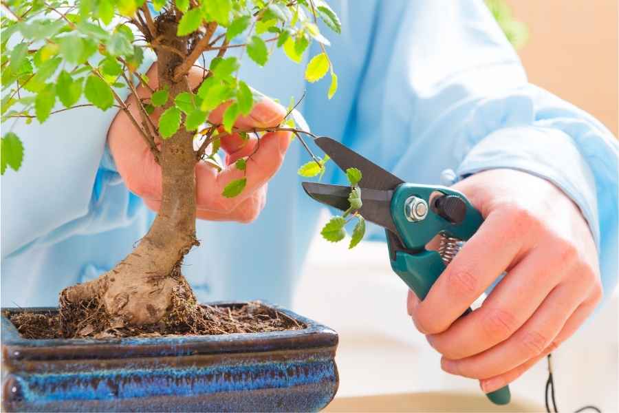 Pruning Bonsai