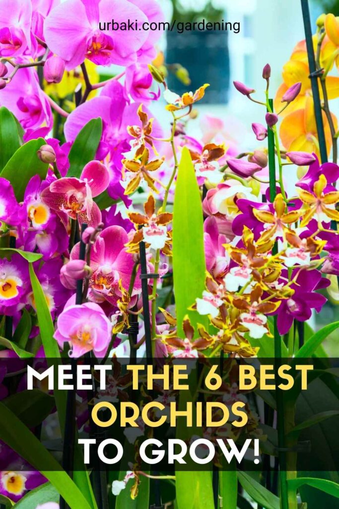Meet the 6 Best Orchids to Grow!