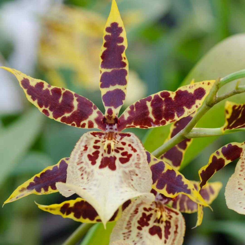 Meet the 6 Best Orchids to Grow!