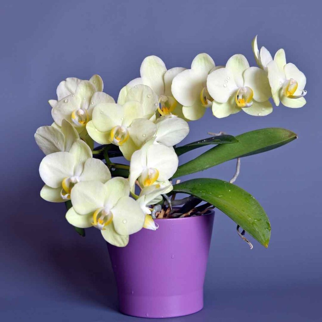 Orchids Shouldn't Be ThrowAway Plants!! Here's How to Keep Them Alive