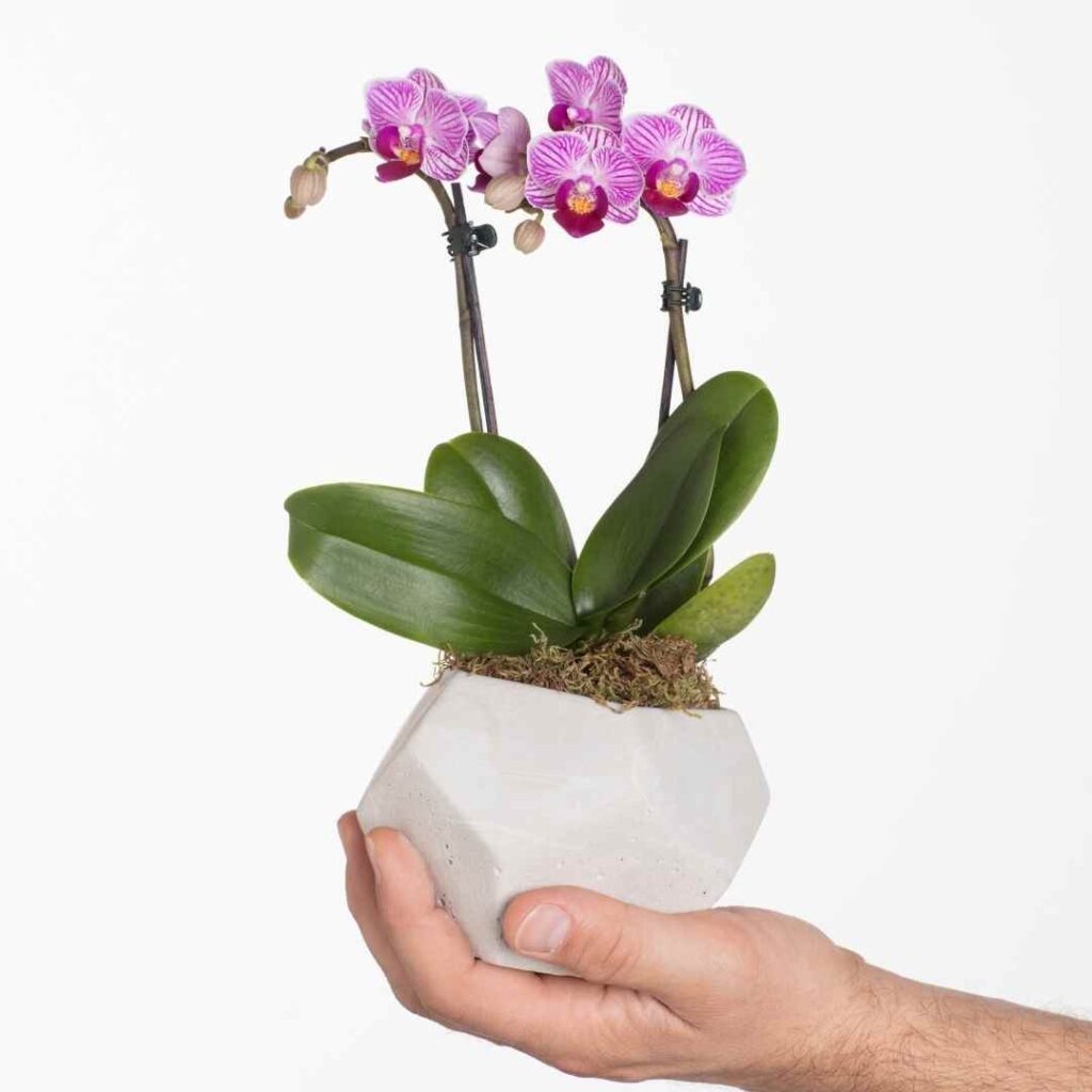 Orchids Shouldn't Be ThrowAway Plants!! Here's How to Keep Them Alive