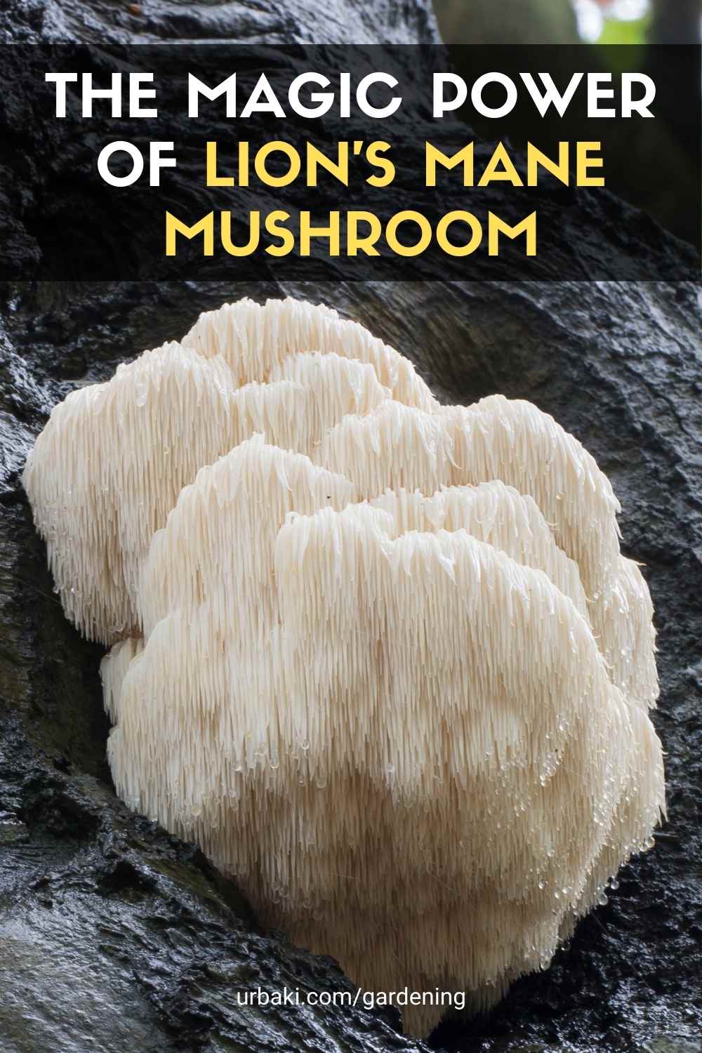 Lion's Mane Mushroom