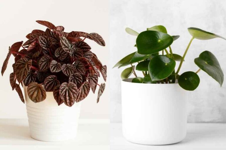 Tiny Houseplants That Stay Small Forever