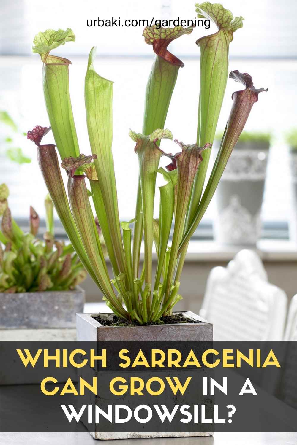 Sarracenia Can Grow in a Windowsill