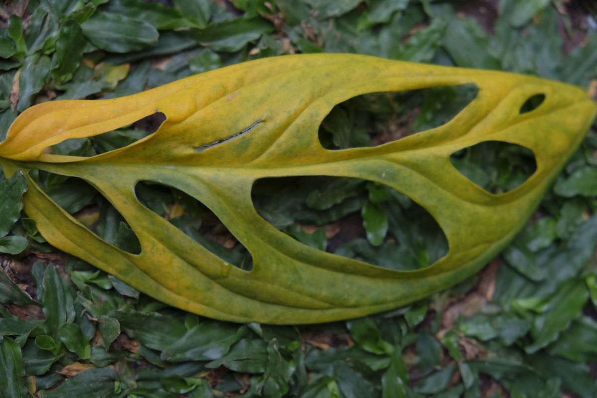 philodendron billietiae mature Billietiae Philodendron main image 0