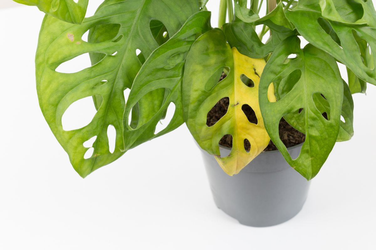 Why Does My Monstera Adansonii Have Yellow Leaves?