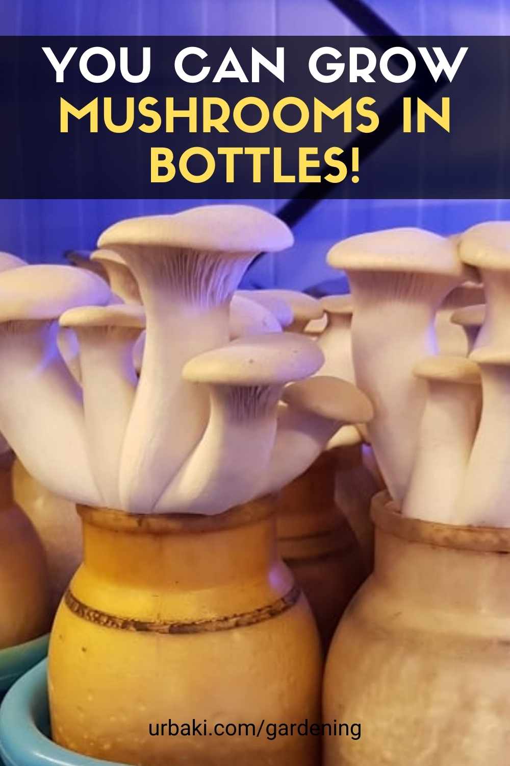 Grow Mushrooms in Bottles