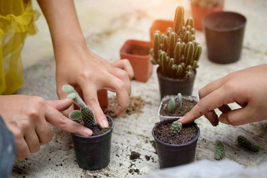 Cactus Plants