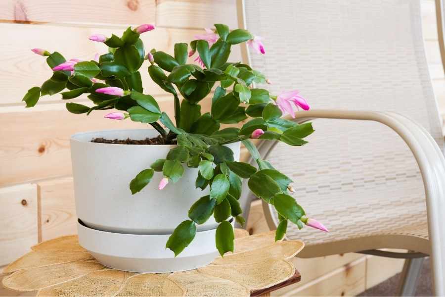 Cactus Plants