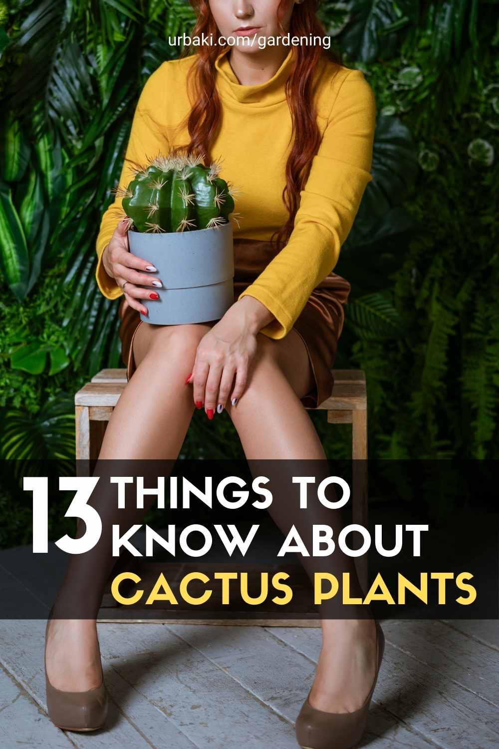Cactus Plants