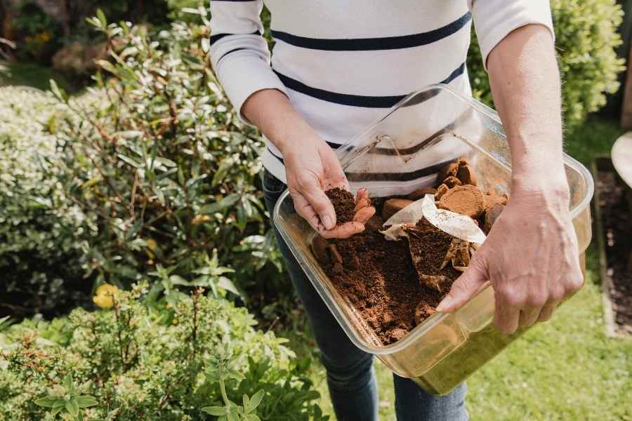 Coffee Grounds in Gardens