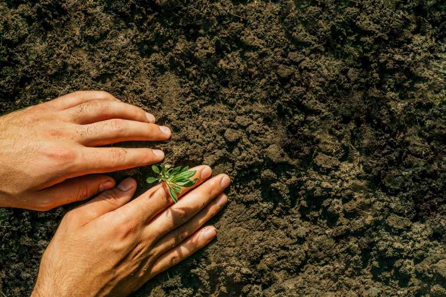 Planning a Vegetable Garden