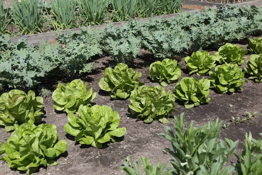 Planning a Vegetable Garden