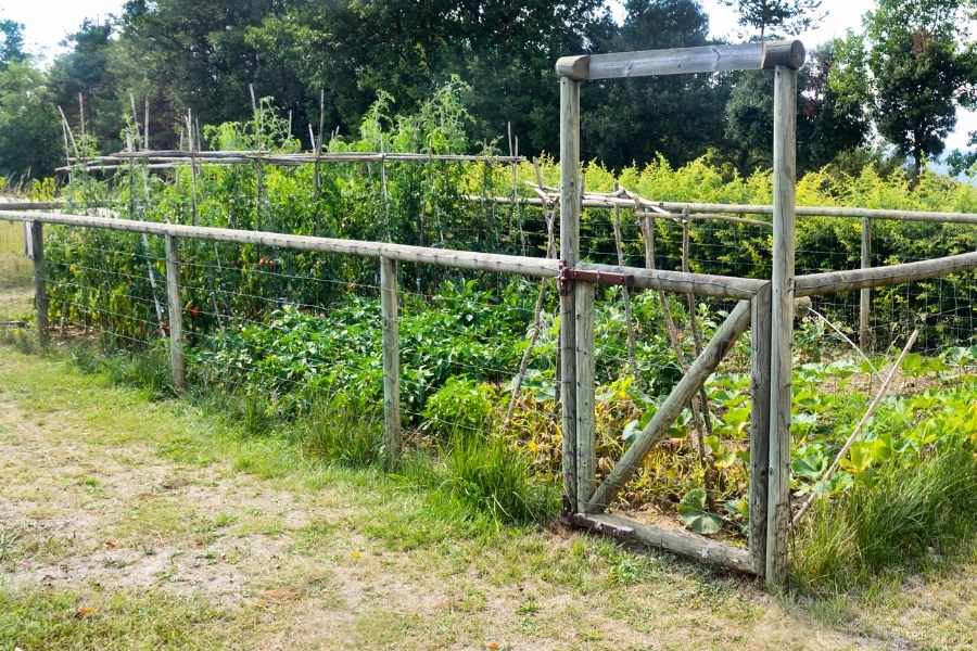 Planning a Vegetable Garden