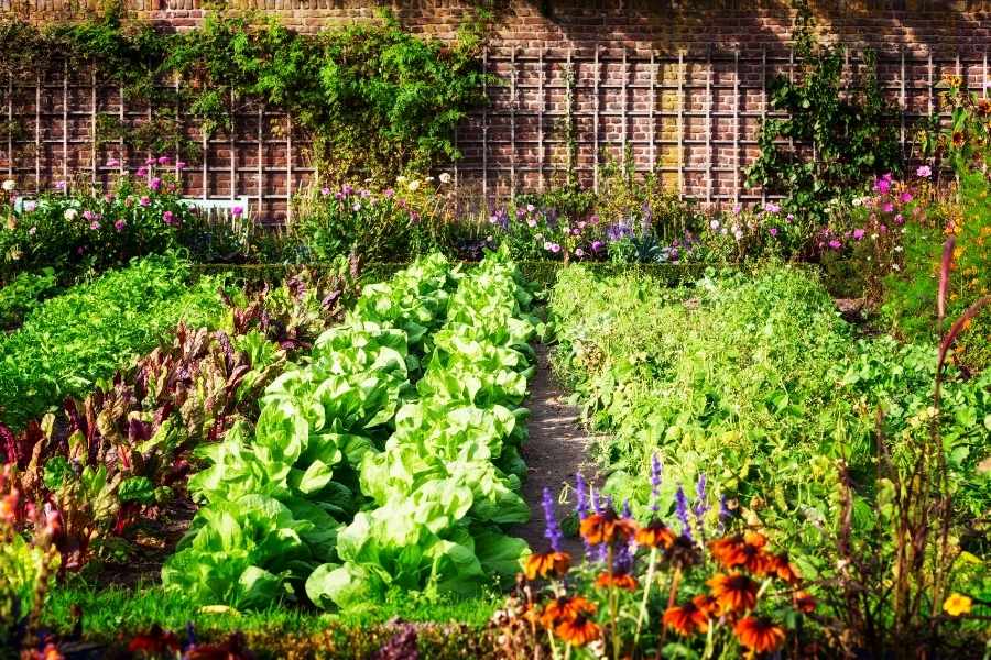 Planning a Vegetable Garden