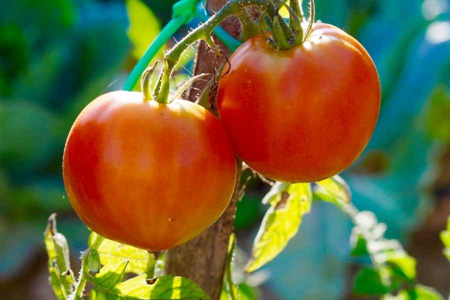 Planning a Vegetable Garden