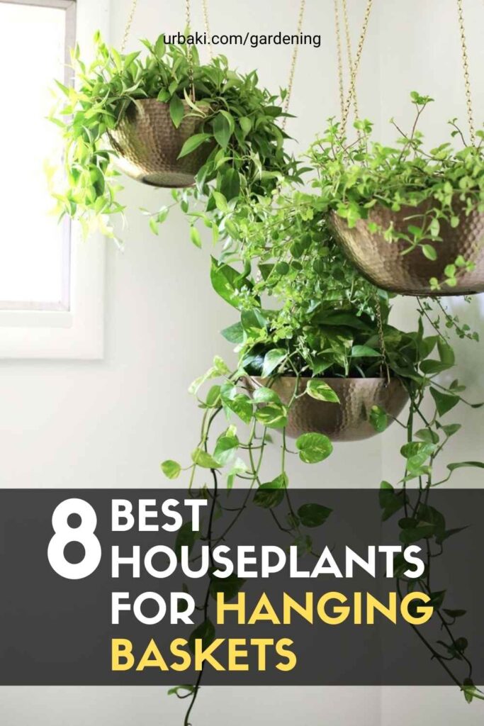 8 Best Houseplants for Hanging Baskets
