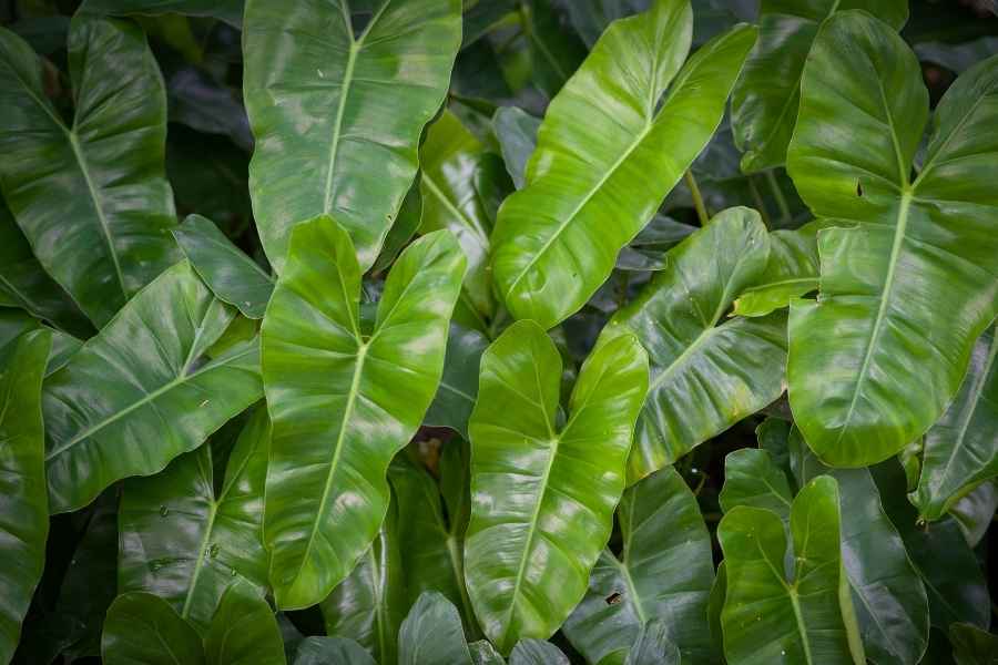 Philodendron Erubescens