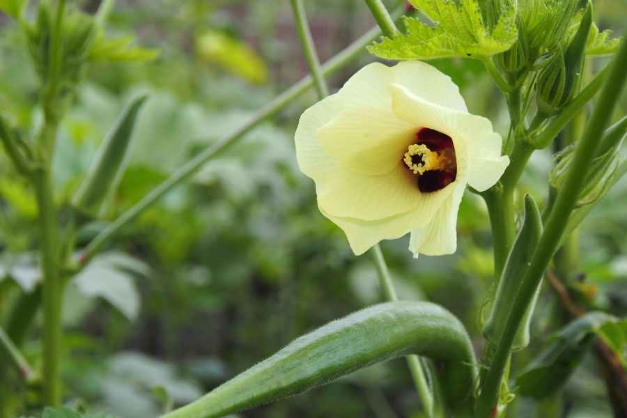 Growing Okra at Home Best Practices and Tips