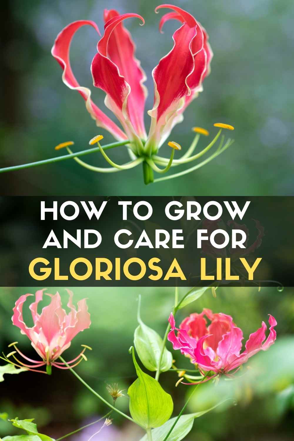 Gloriosa Lily