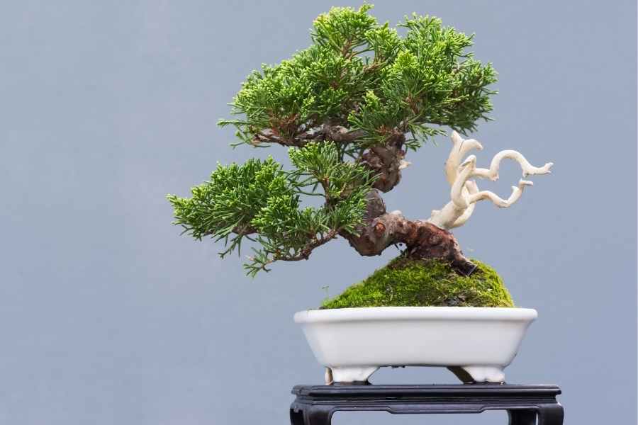 Pine Bonsai