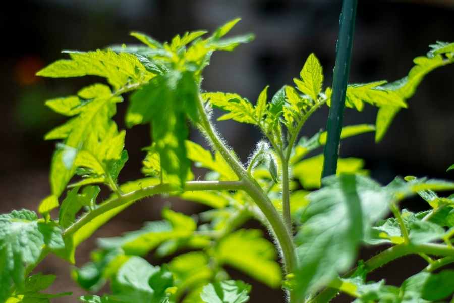 Permaculture Garden