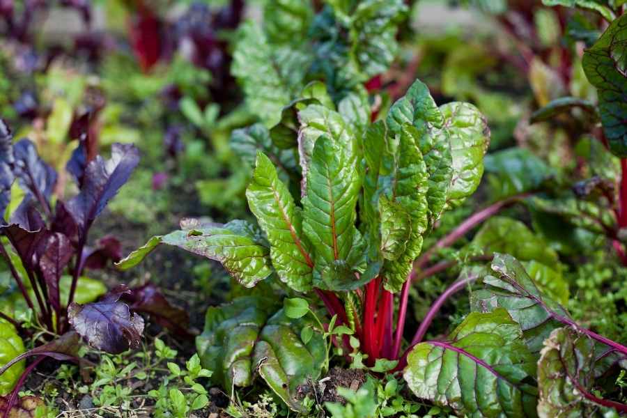 Permaculture Garden